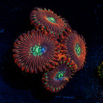Dark Magician Zoanthid Coral colony growth in reef aquarium