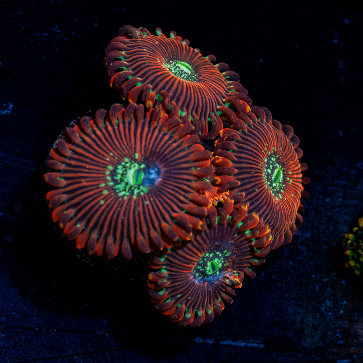 Dark Magician Zoanthid Coral colony growth in reef aquarium