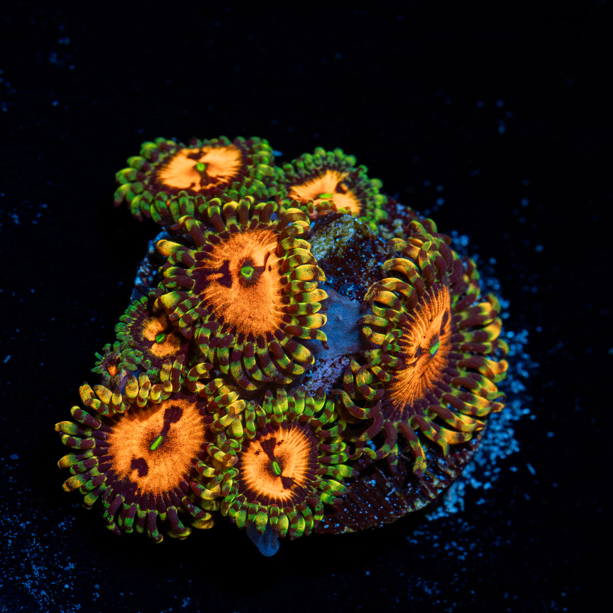 Piranha Plant Zoanthid Coral colony growth in reef aquarium