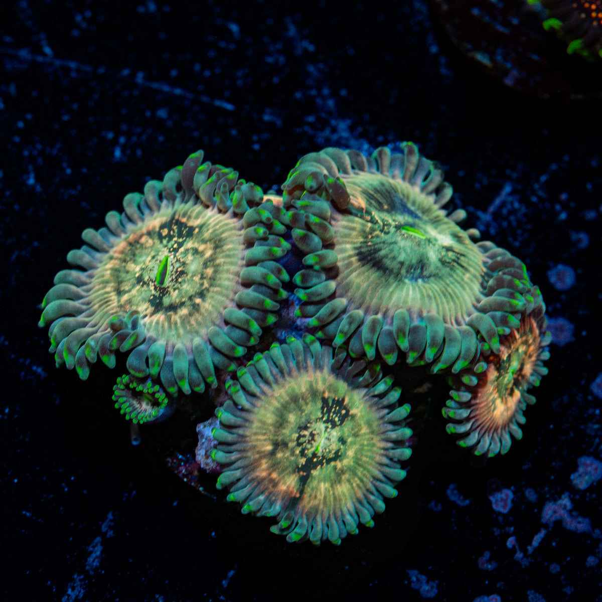 Milky Way Zoanthid coral colony growth in reef aquarium
