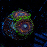 Psychic Zoanthid Coral with colony growth in reef aquarium
