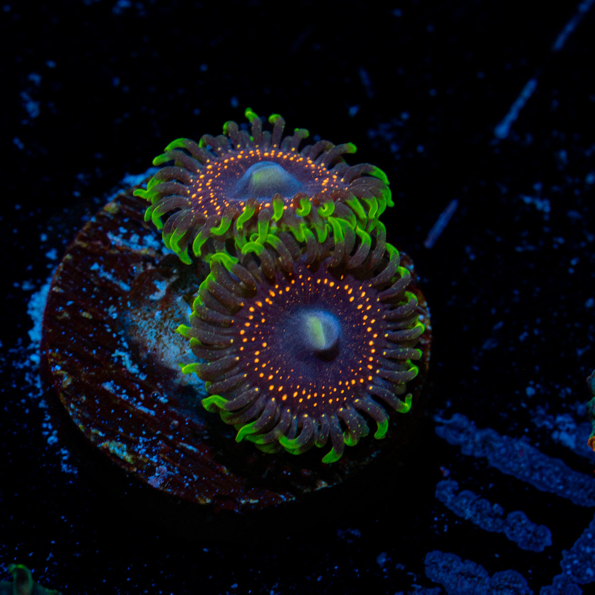 Psychic Zoanthid Coral with colony growth in reef aquarium