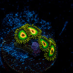 Rasta Zoanthid Coral colony growth in reef aquarium