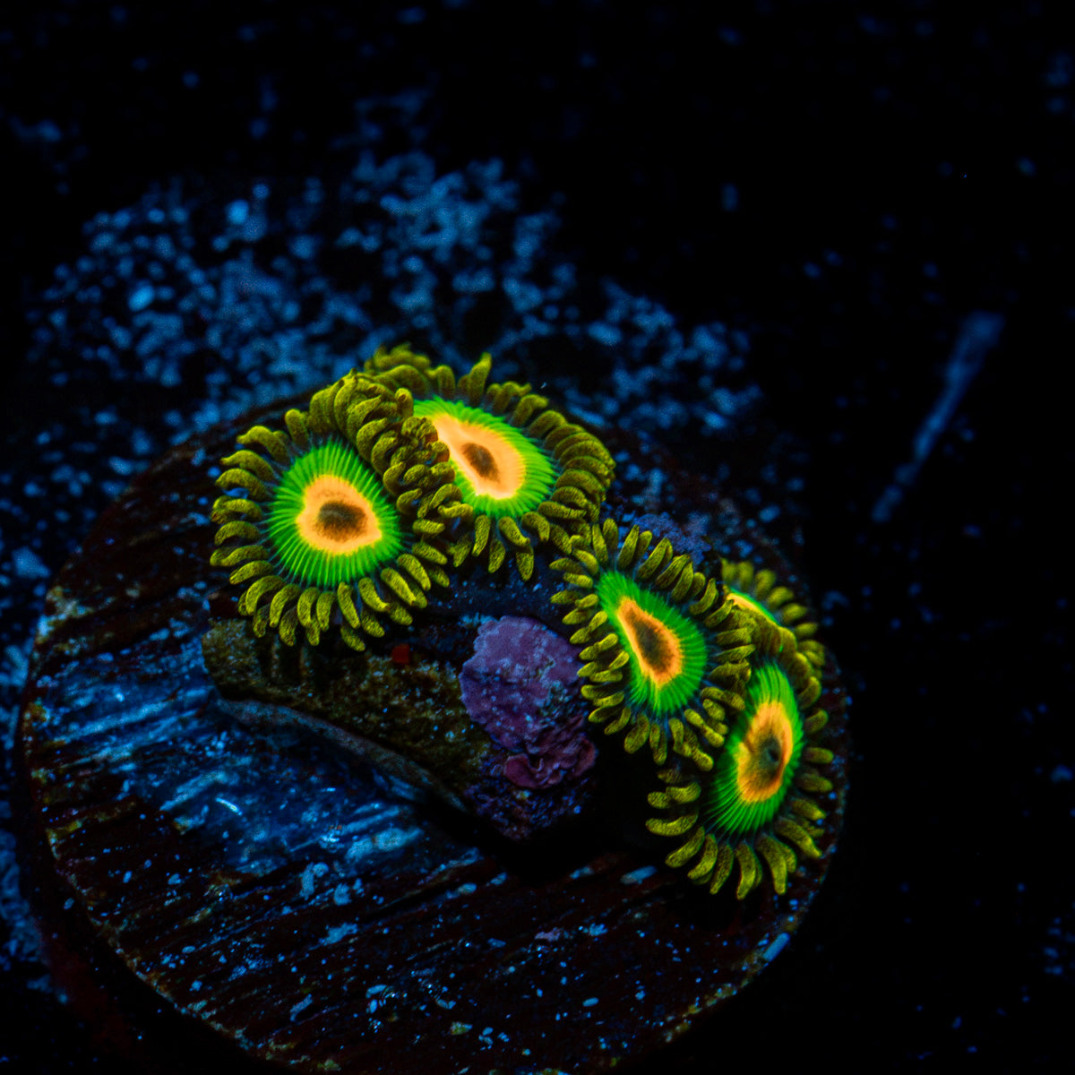 Rasta Zoanthid Coral colony growth in reef aquarium