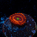 Luminites Zoanthid Coral with colony growth in reef aquarium