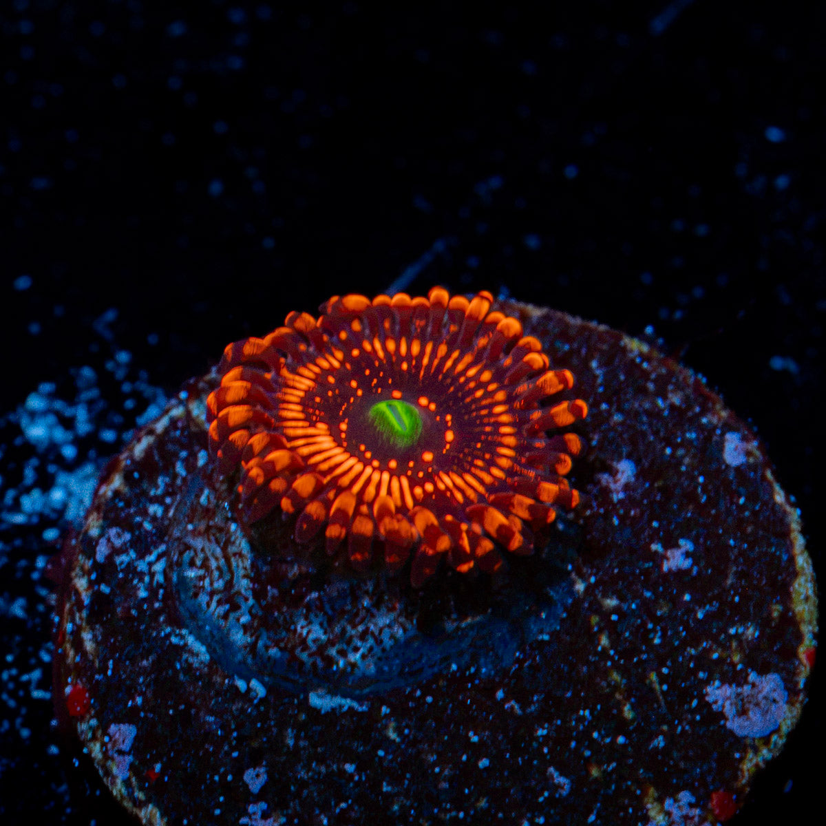 Luminites Zoanthid Coral with colony growth in reef aquarium