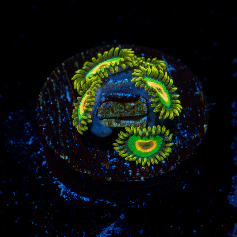 Rasta Zoanthid Coral colony growth in reef aquarium