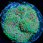 Green Ricordea Mushroom Coral with mushroom disc in reef aquarium