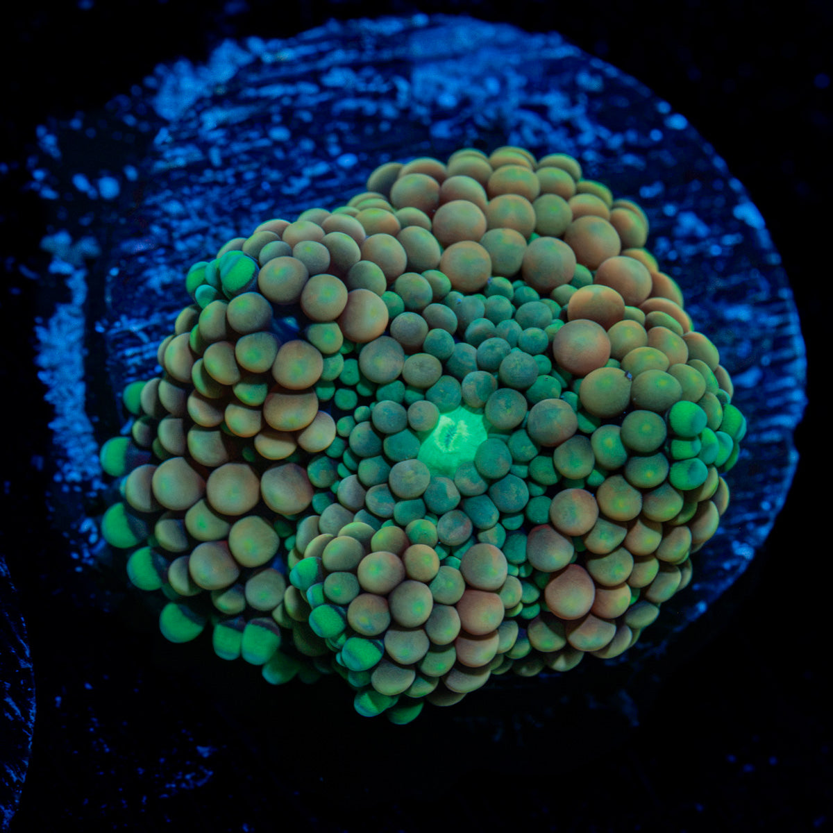 Green Ricordea Mushroom Coral with mushroom disc in reef aquarium