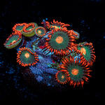 Gatorade Zoanthid Coral with colony growth in reef aquarium