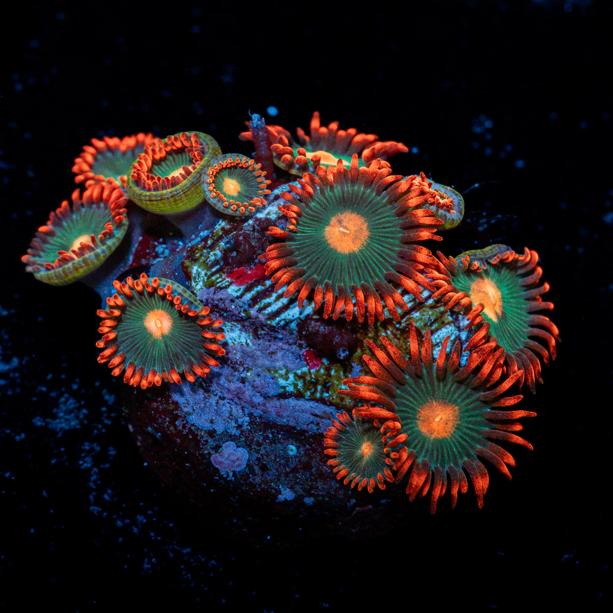 Gatorade Zoanthid Coral with colony growth in reef aquarium