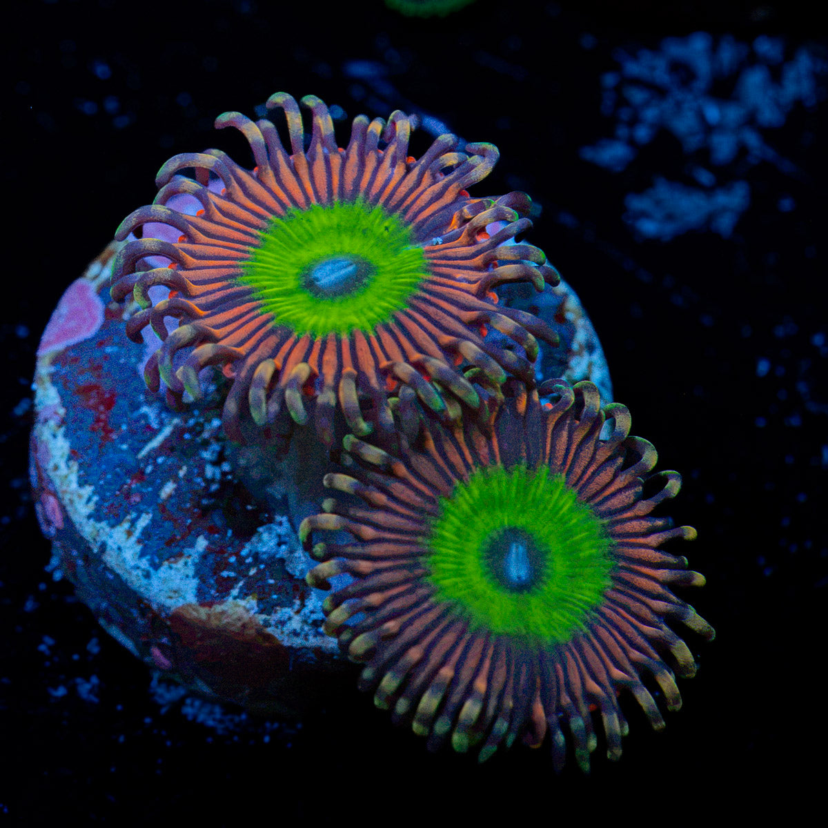 Candy Apple Pink Zoanthid Coral colony growth in reef aquarium