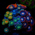 Zoanthid Combo with colony growth in reef aquarium