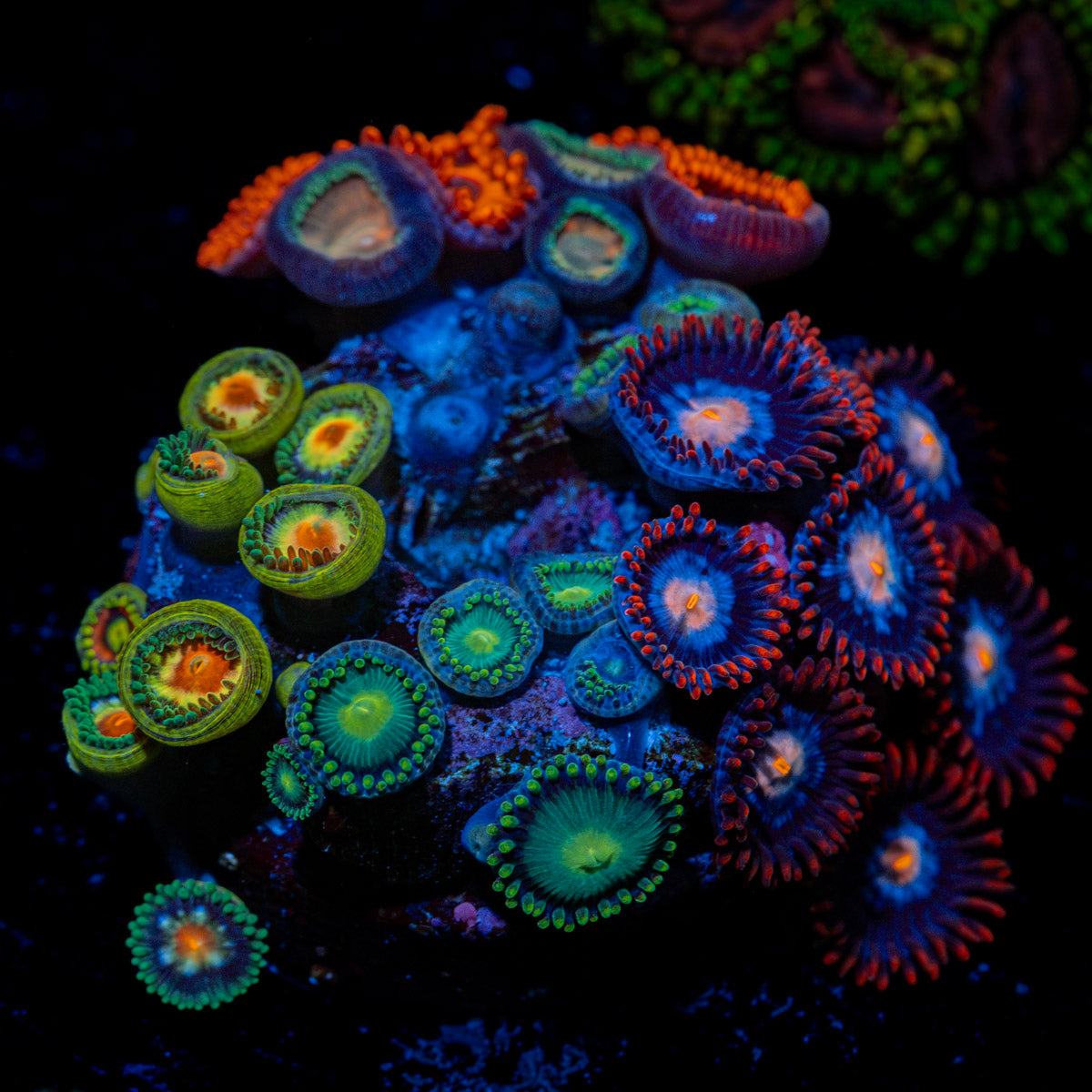 Zoanthid Combo with colony growth in reef aquarium