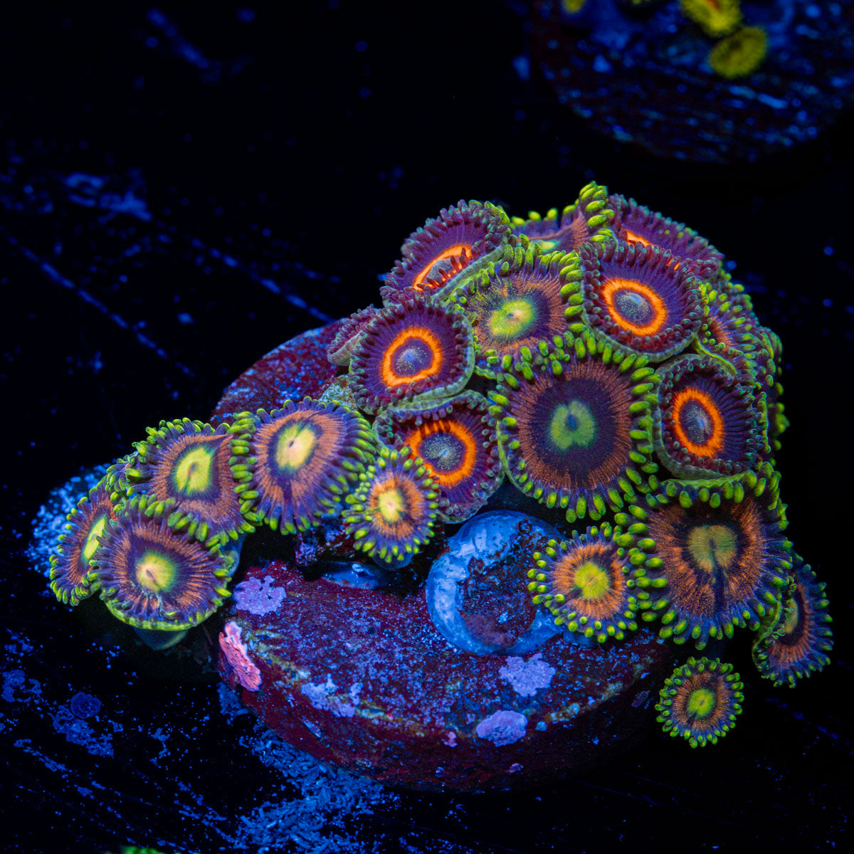 Zoanthid Combo with colony growth in reef aquarium