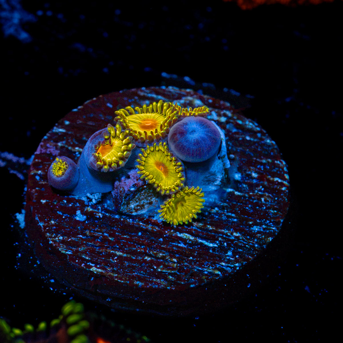 Tutti Fruit Zoanthid Corals with colony growth in reef aquarium