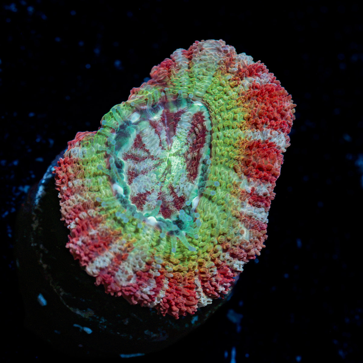 Pirate Hunter Asian acan coral with fleshy polyps in reef aquarium
