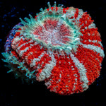 Koola Eye Asian Acan Coral with fleshy polyps in reef aquarium