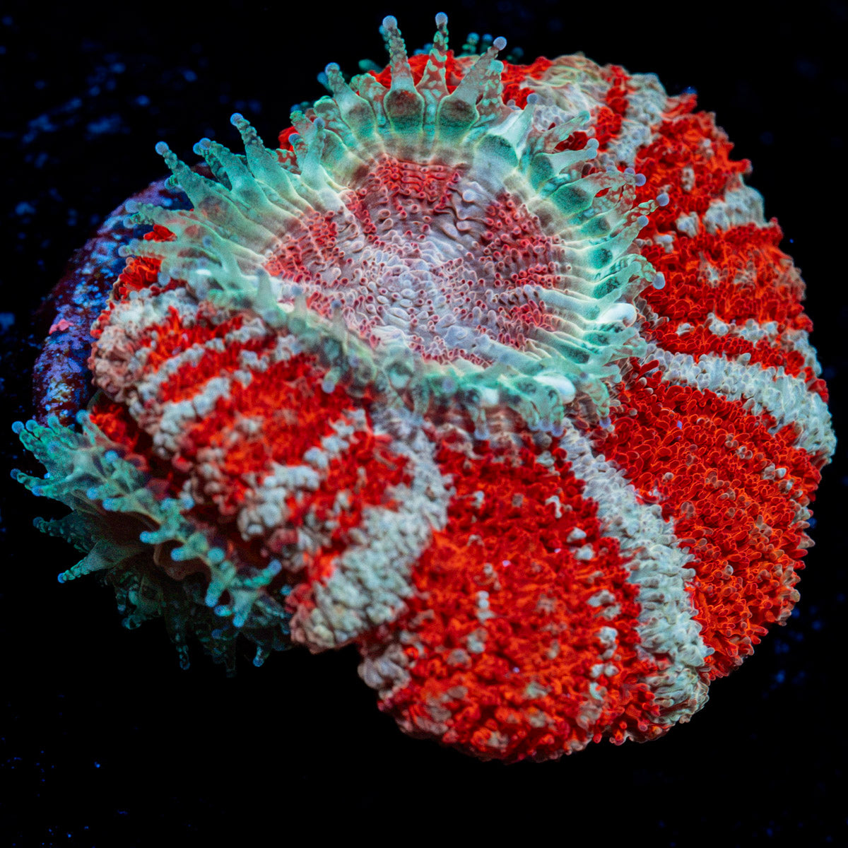Koola Eye Asian Acan Coral with fleshy polyps in reef aquarium