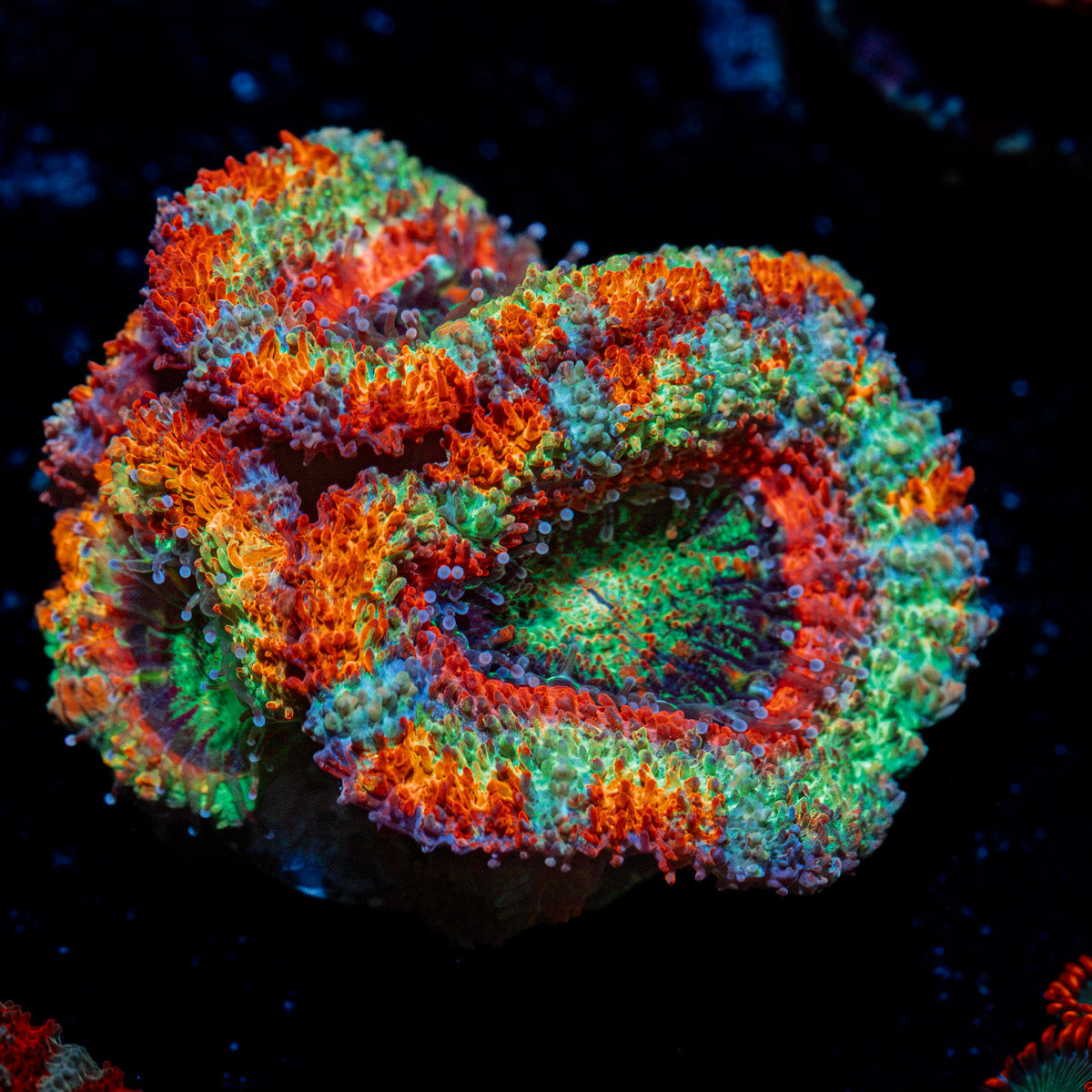 Lunar Eclipse Rainbow Acan Coral with fleshy polyps in reef aquarium