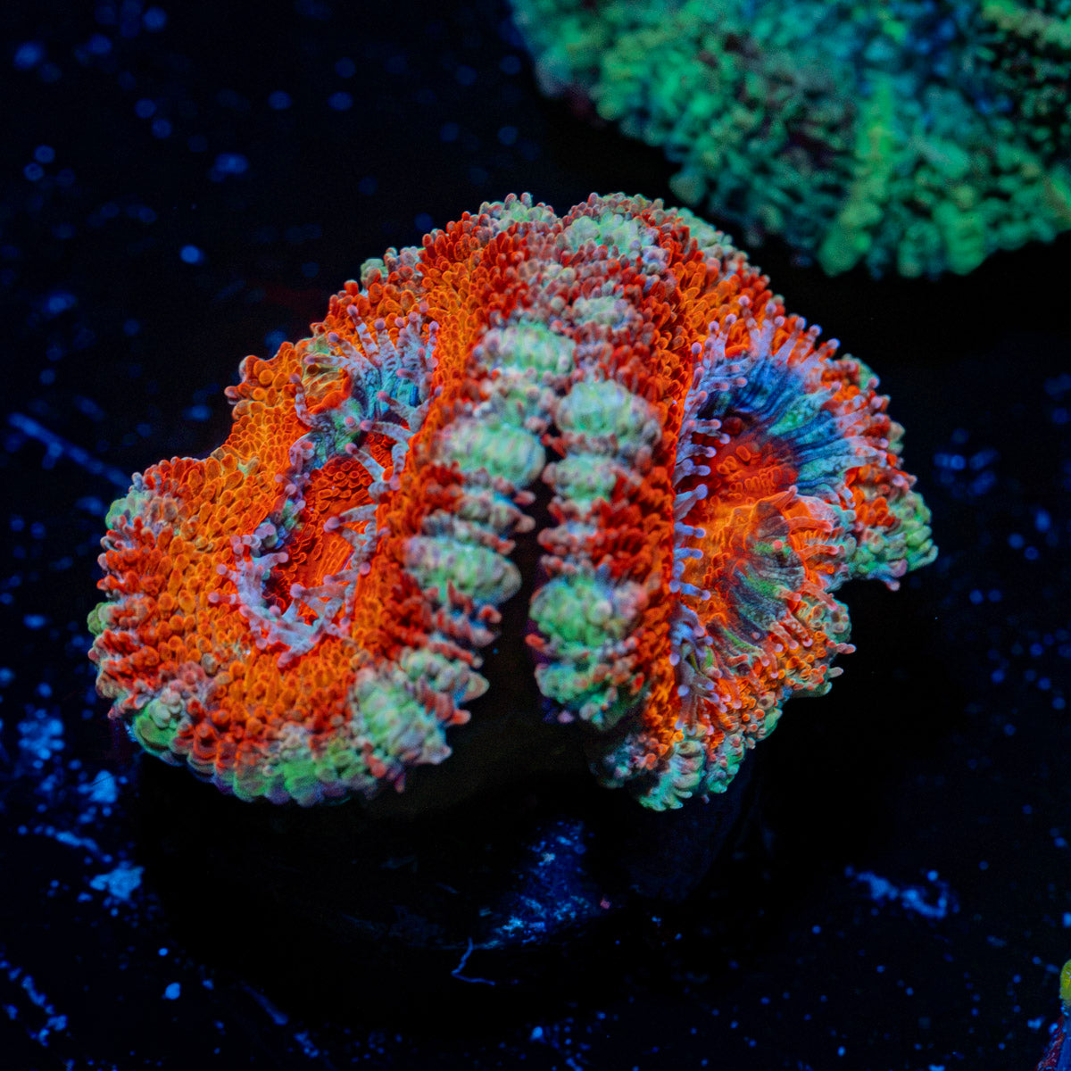 Acan Coral with fleshy polyps in reef aquarium