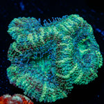 Acan Coral with fleshy polyps in reef aquarium