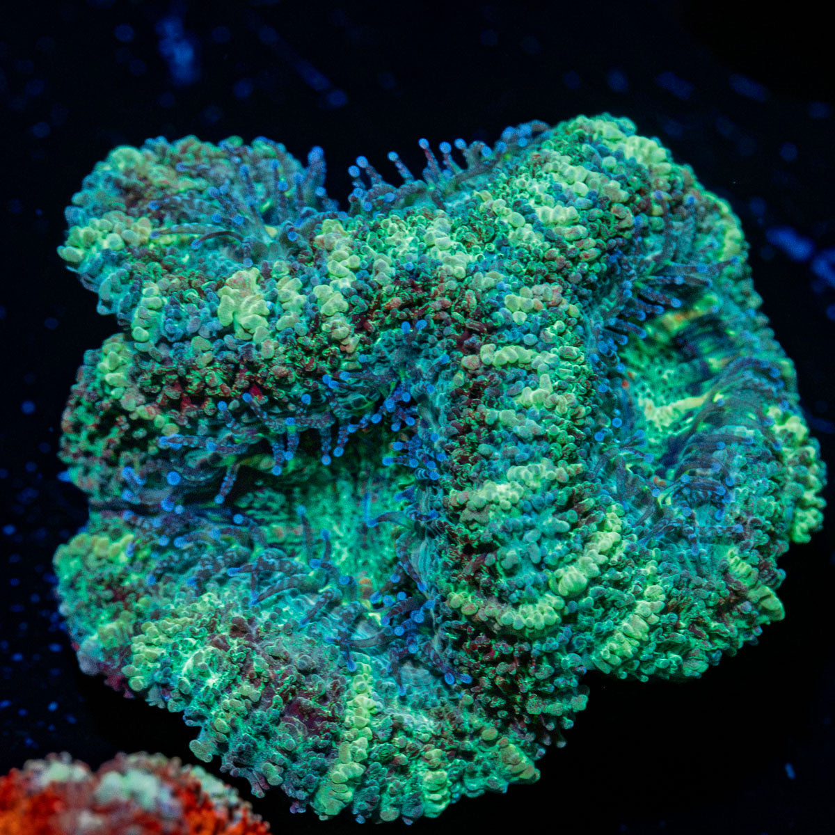 Acan Coral with fleshy polyps in reef aquarium