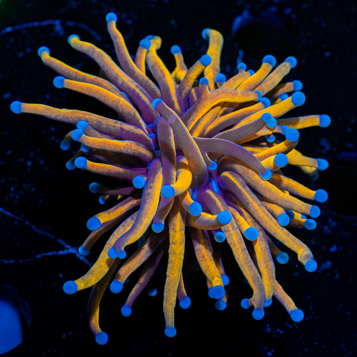 Gold Torch Euphyllia Coral with flowing tentacles in reef aquarium