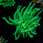 Todds Torch Euphyllia Coral with flowing tentacles in reef aquarium