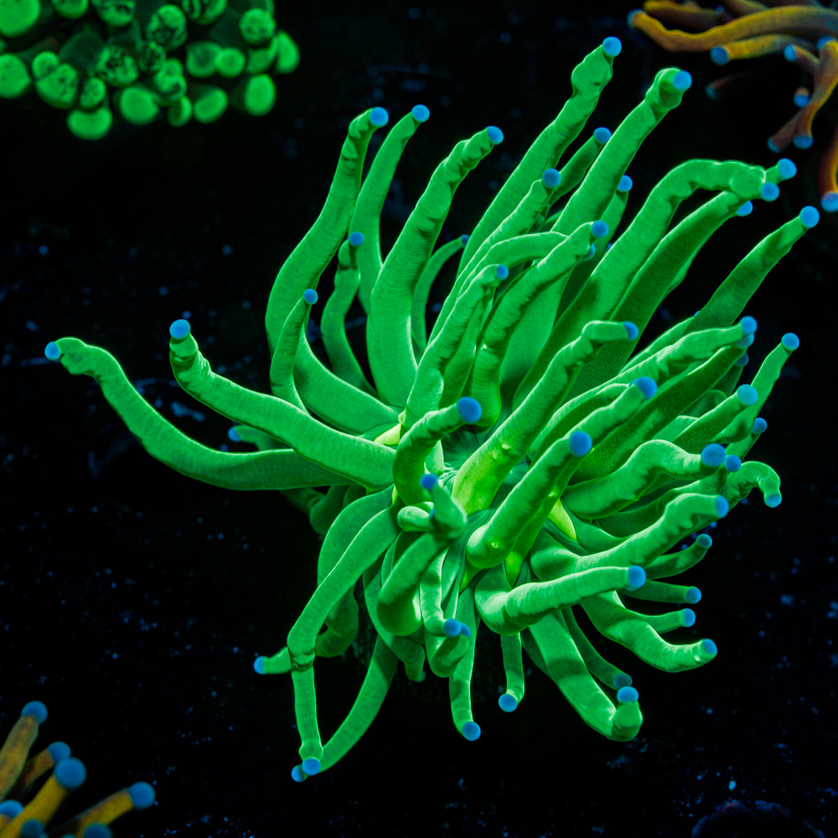 Todds Torch Euphyllia Coral with flowing tentacles in reef aquarium