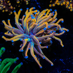 Dragon Tamer Euphyllia Coral with flowing tentacles in reef aquarium