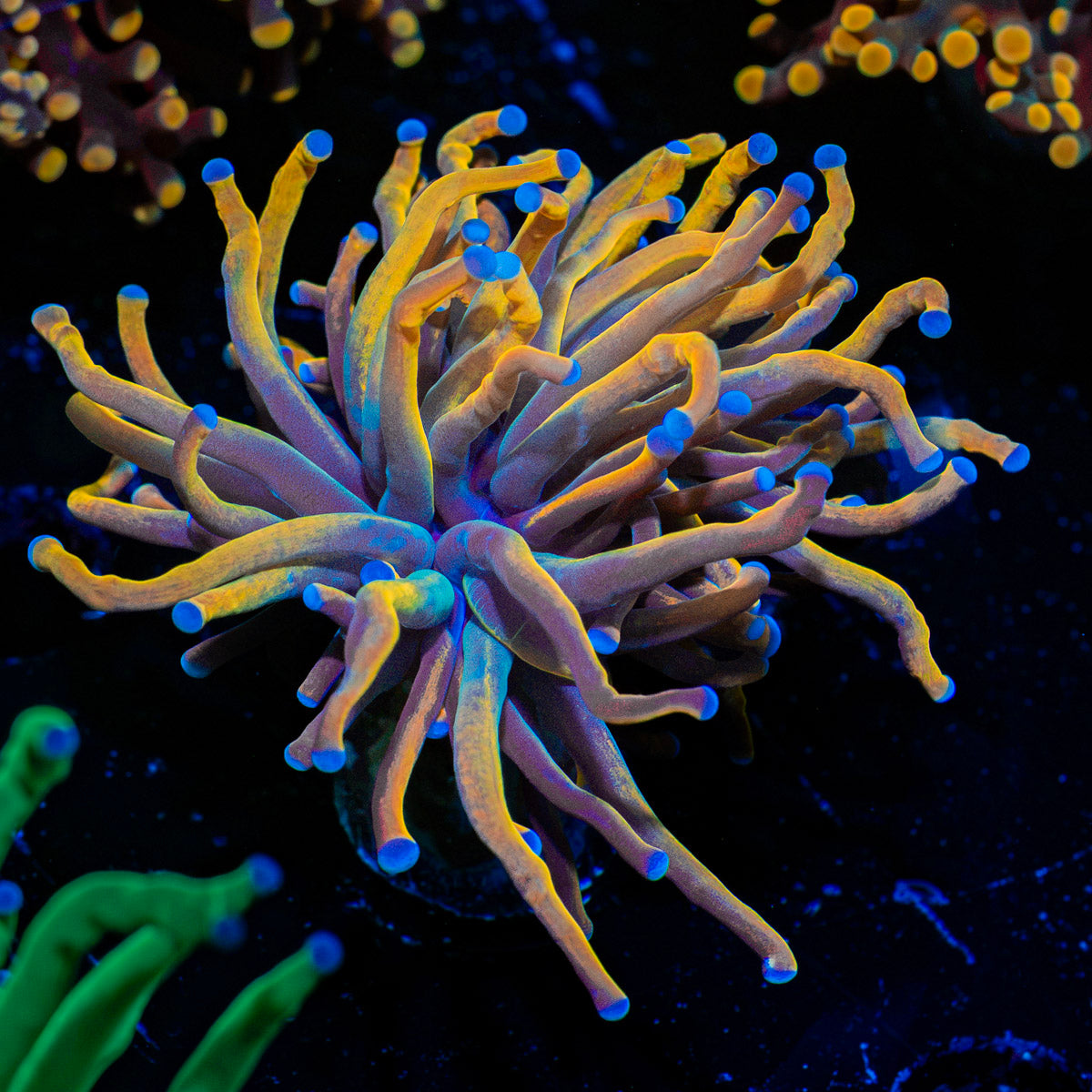 Dragon Tamer Euphyllia Coral with flowing tentacles in reef aquarium