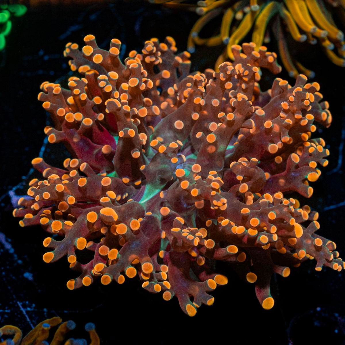 Peach FrogSpawn Euphyllia Coral with branching fleshy heads in reef aquarium