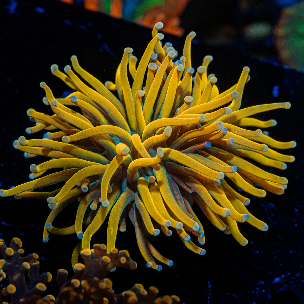 Rupenzel Torch Euphyllia Coral with flowing tentacles in reef aquarium