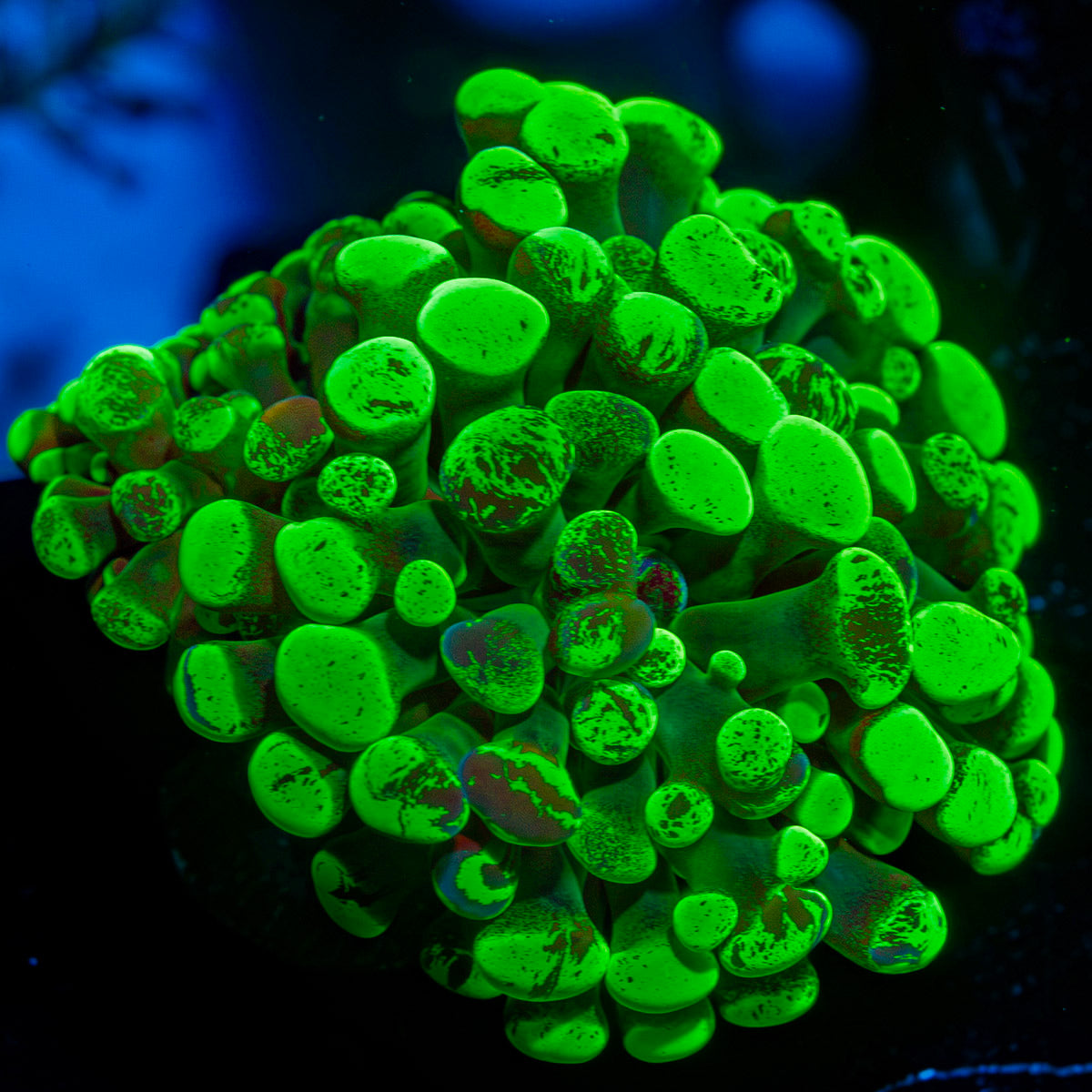 Splatter Hammer Euphyllia Coral with branching fleshy heads in reef aquarium