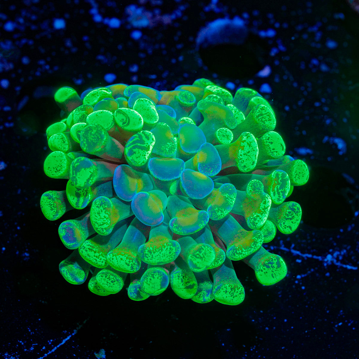 Splatter Hammer Euphyllia Coral with branching fleshy heads in reef aquarium