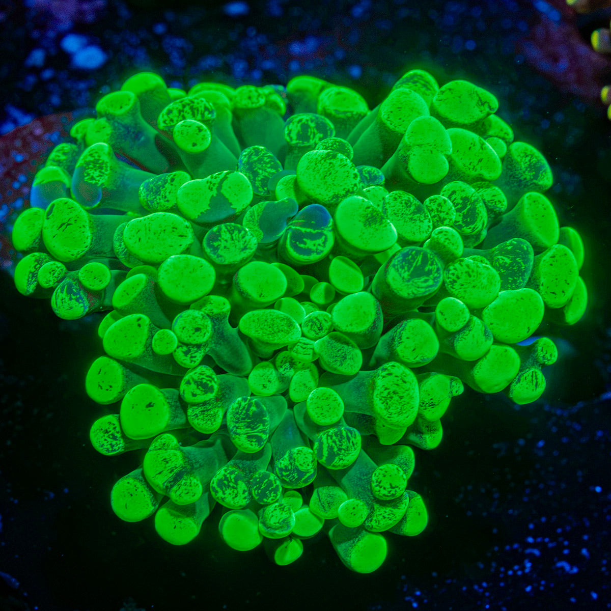 Splatter Hammer Euphyllia Coral with branching fleshy heads in reef aquarium