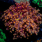 Peach FrogSpawn Euphyllia Coral with branching fleshy heads in reef aquarium