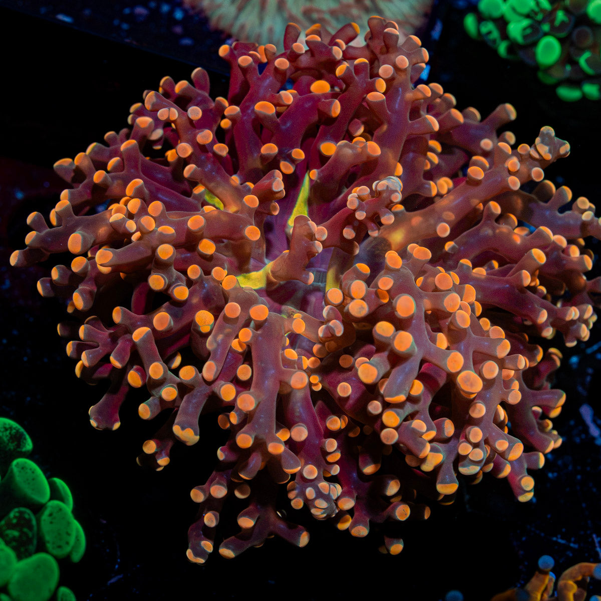 Peach FrogSpawn Euphyllia Coral with branching fleshy heads in reef aquarium