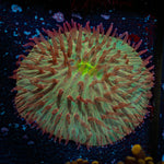 Fungia Plate Coral with fleshy open polyp in reef aquarium