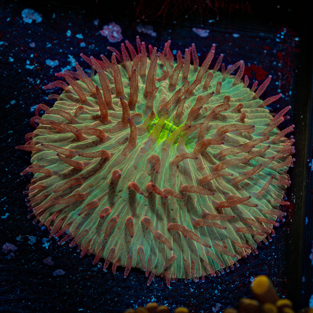 Fungia Plate Coral with fleshy open polyp in reef aquarium