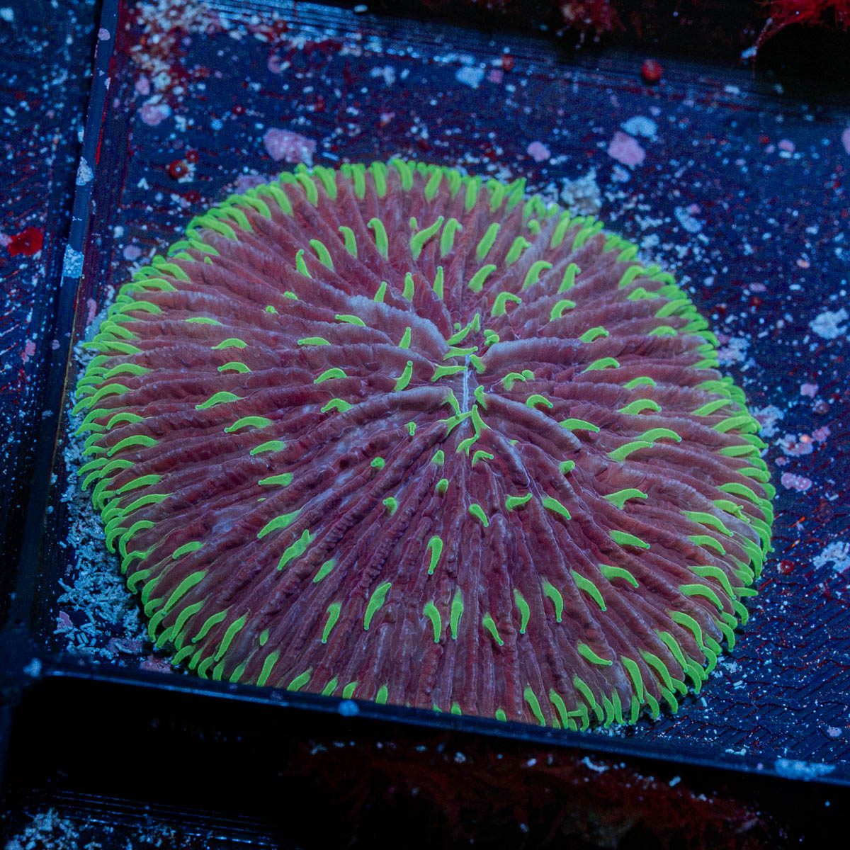 Fungia Plate Coral with fleshy open polyp in reef aquarium