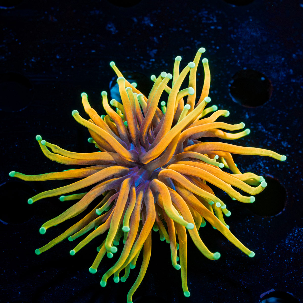 Inferno Torch Euphyllia Coral with flowing tentacles in reef aquarium