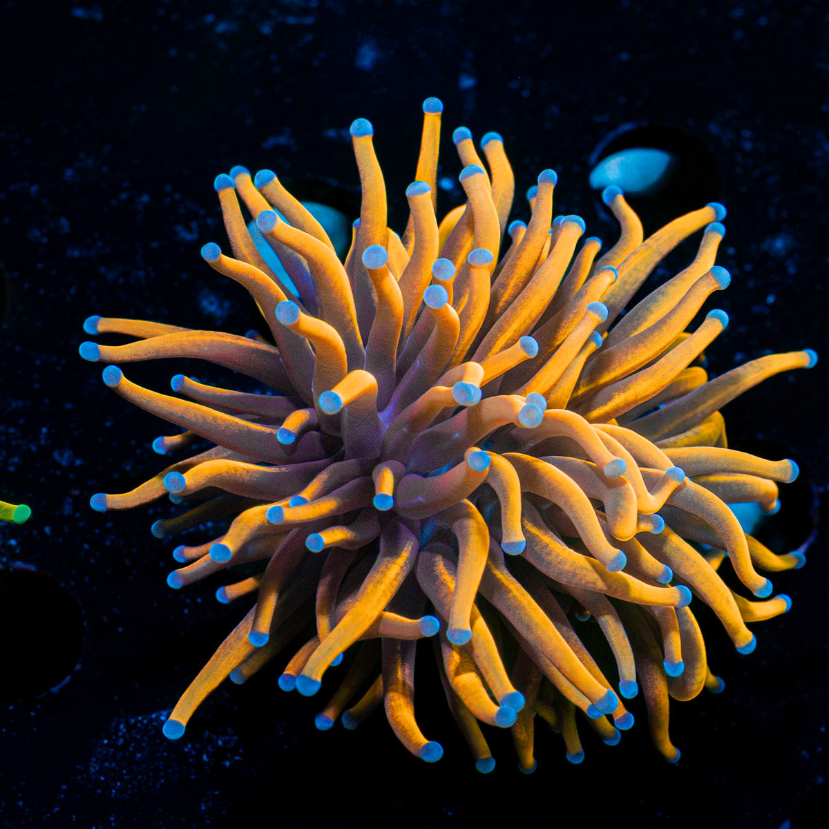 Gold Torch Euphyllia Coral with flowing tentacles in reef aquarium