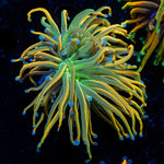 Dragon Tamer Torch Euphyllia Coral with flowing tentacles in reef aquarium