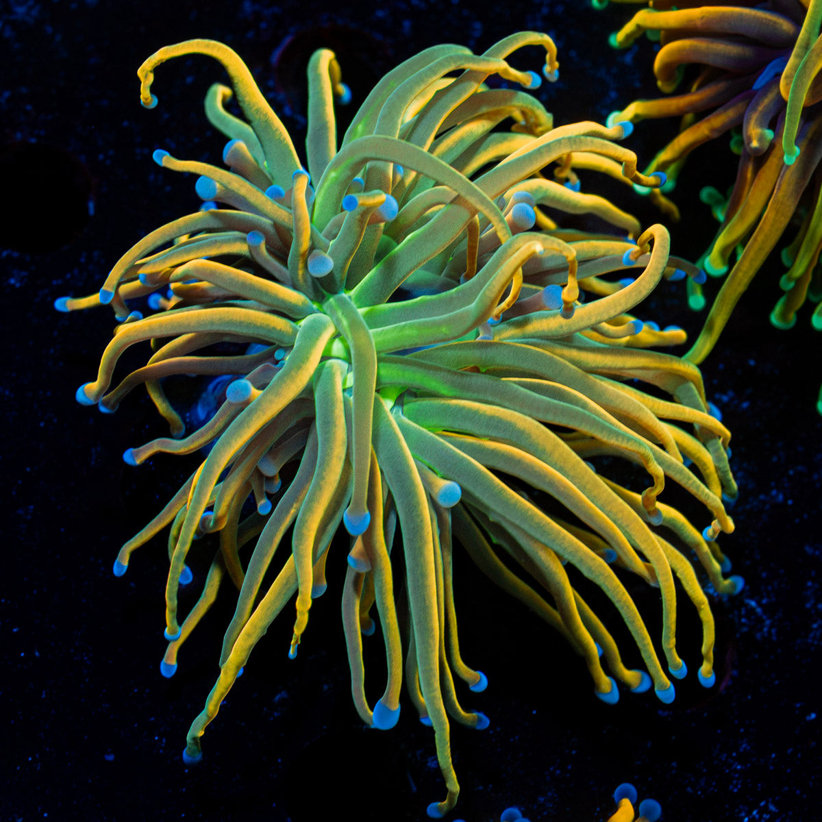 Dragon Tamer Torch Euphyllia Coral with flowing tentacles in reef aquarium
