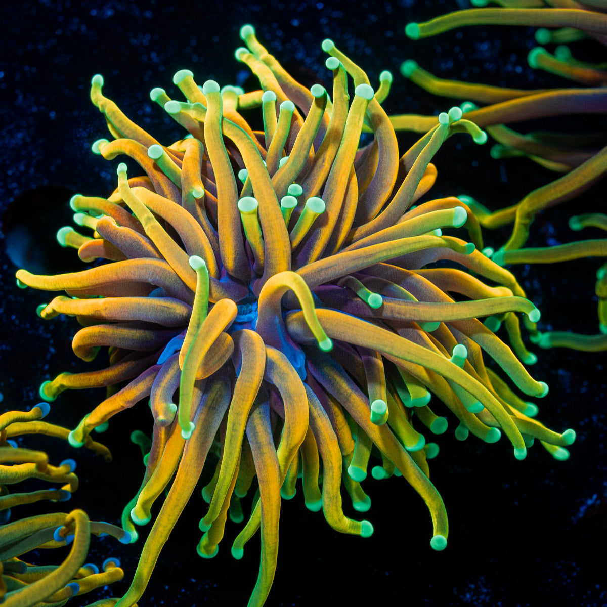 Inferno Torch Euphyllia Coral with flowing tentacles in reef aquarium
