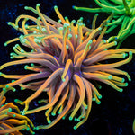 Hellfire Torch Euphyllia Coral with flowing tentacles in reef aquarium