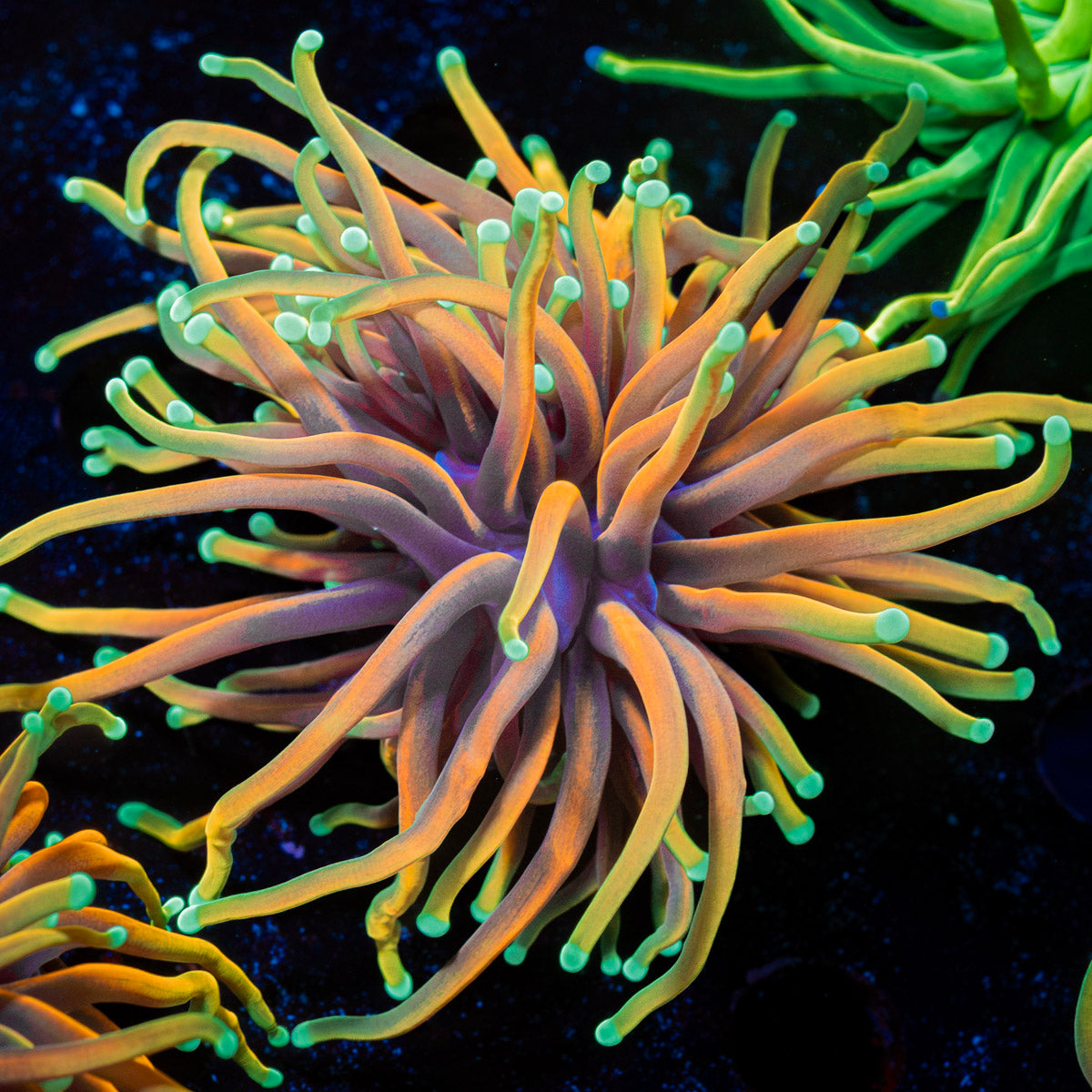 Hellfire Torch Euphyllia Coral with flowing tentacles in reef aquarium
