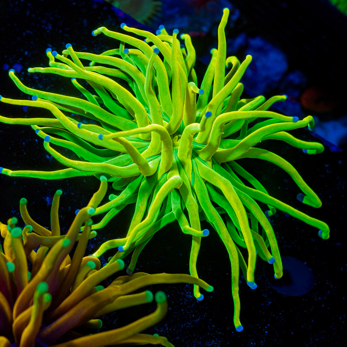 Holy Grail Torch Euphyllia Coral with flowing tentacles in reef aquarium